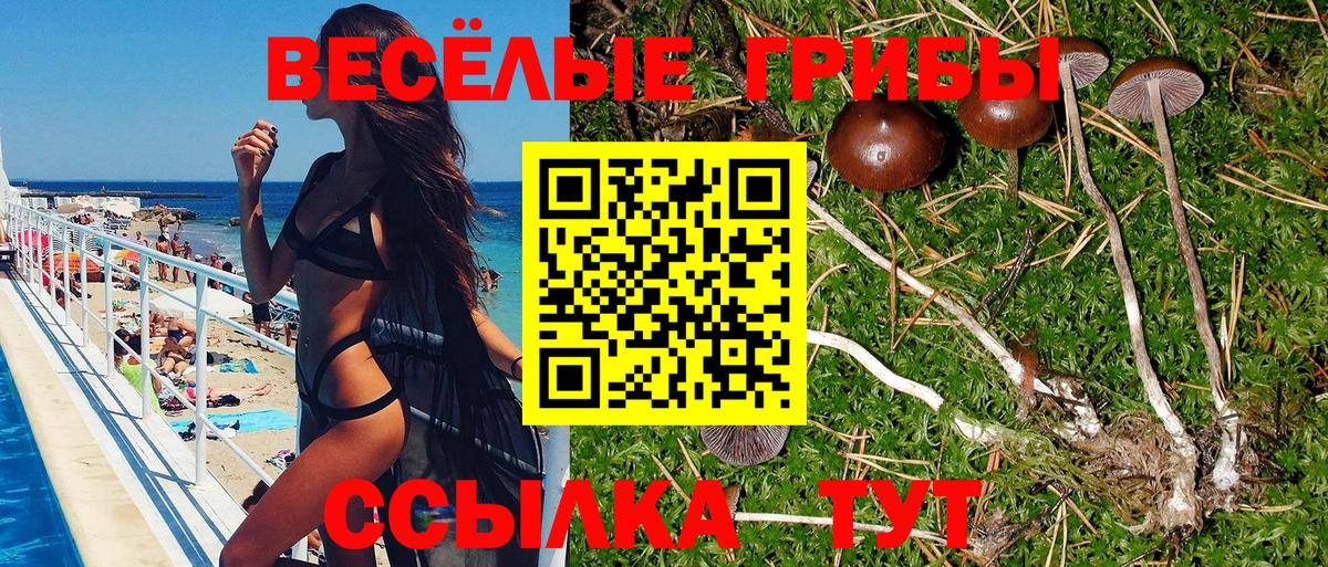 Галлюциногенные грибы Psilocybine cubensis Кирово-Чепецк